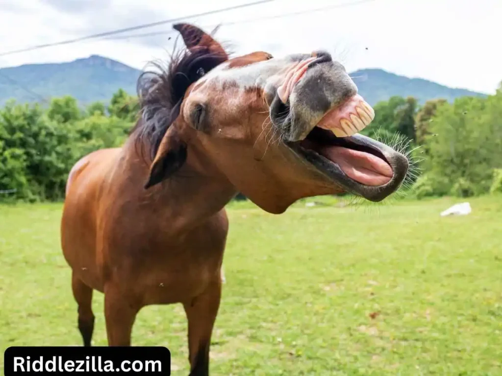 Funny Riddles for Teenagers About Animals