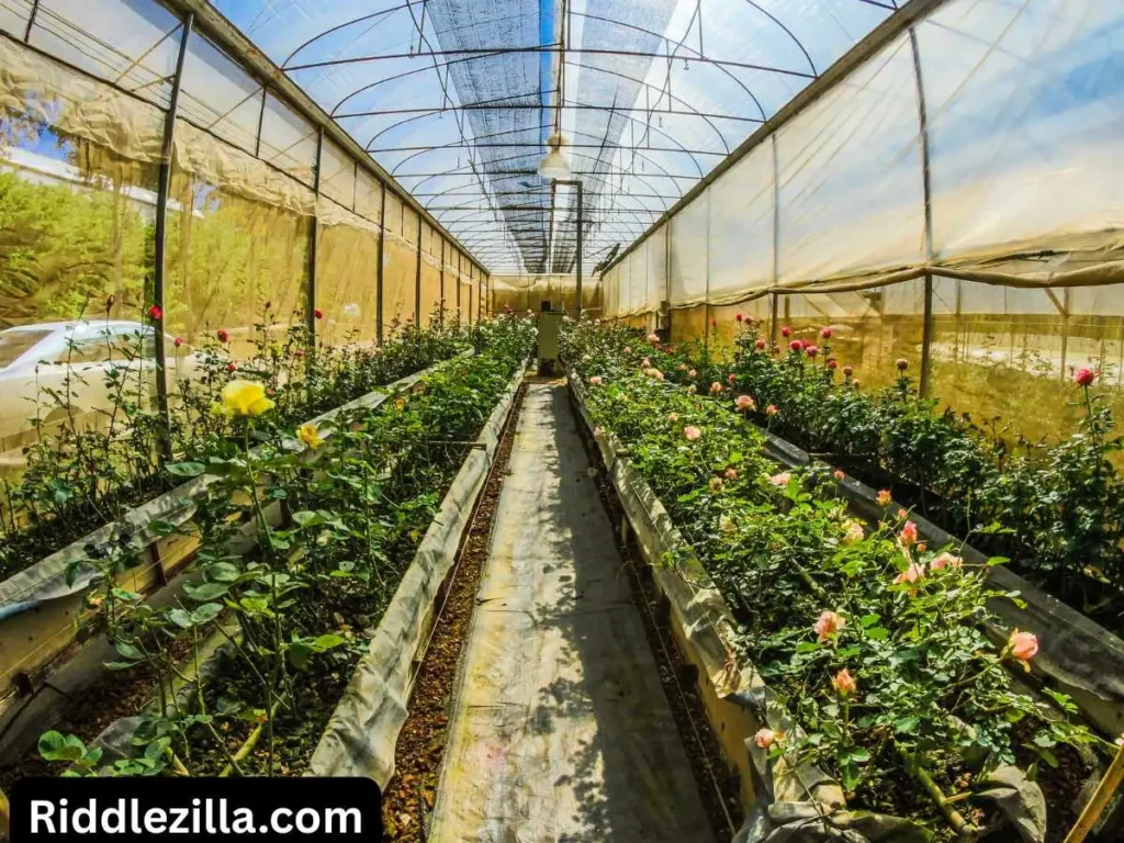 Garden Themed Plant Riddles