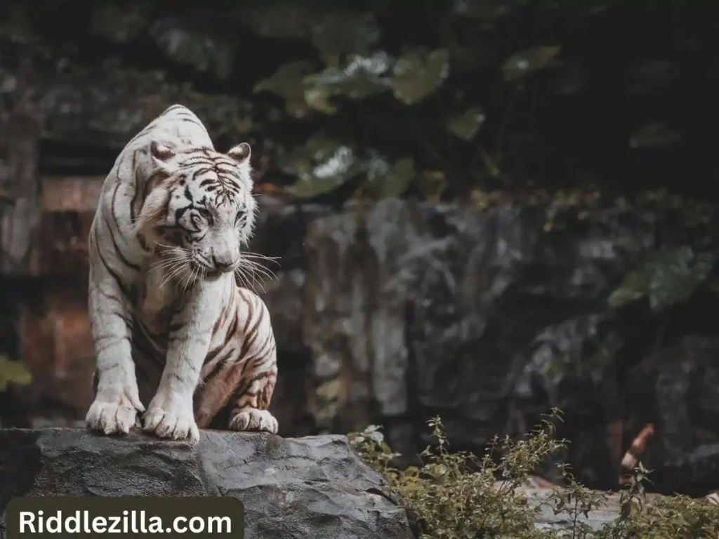 Rock Riddles with Animal Themes