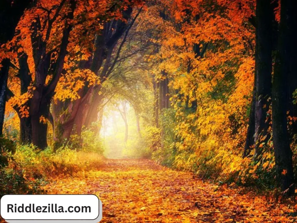 Autumn Themed Riddles