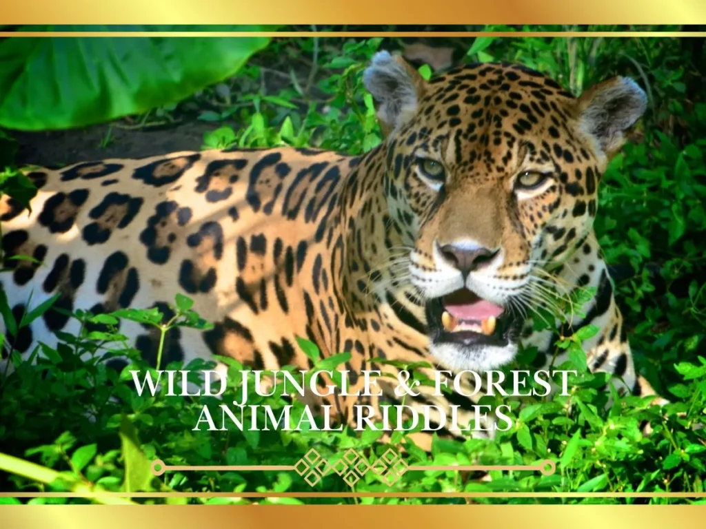Wild Jungle & Forest Animal Riddles