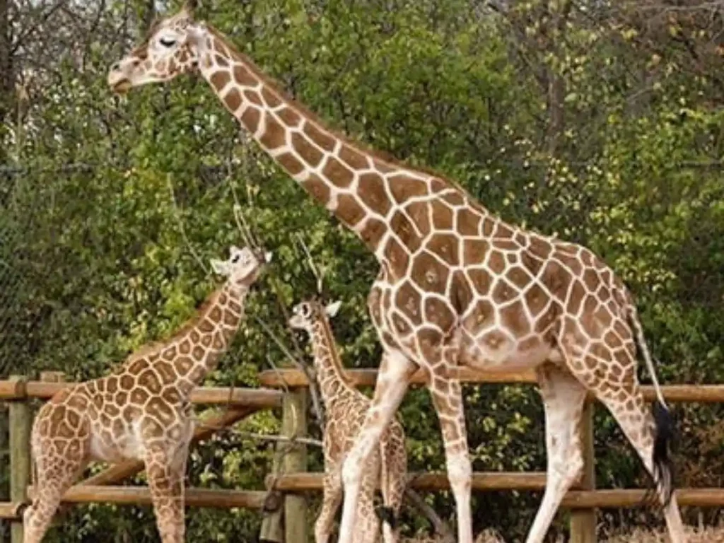 Zoo Scavenger Hunt Riddles for Giraffes
