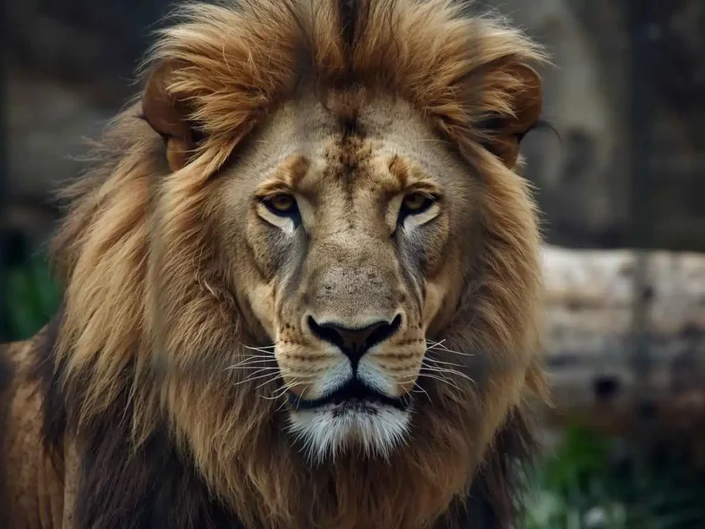 Zoo Scavenger Hunt Riddles for Lions