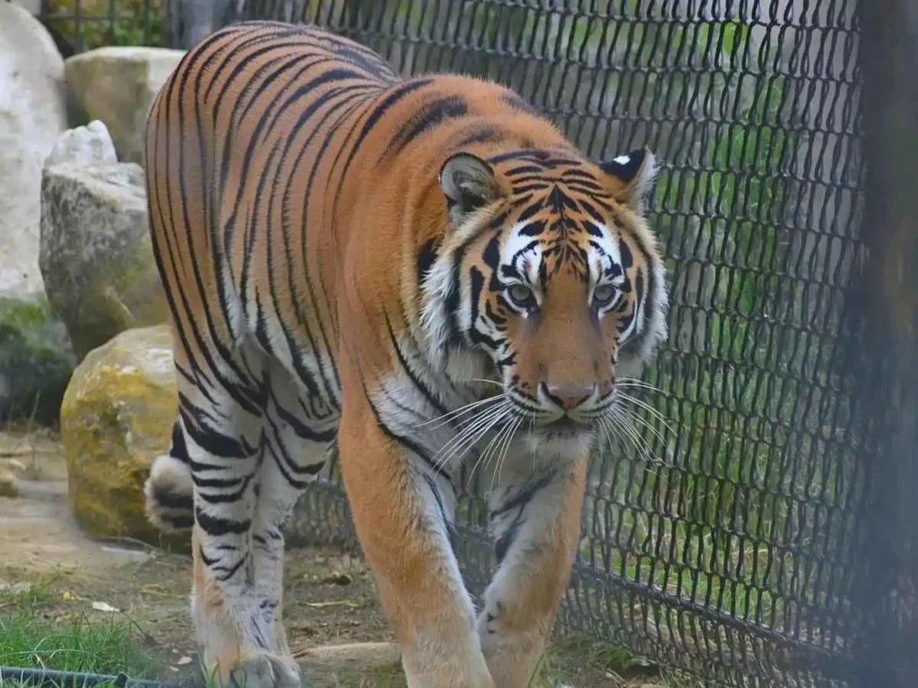 Zoo Scavenger Hunt Riddles for Tigers